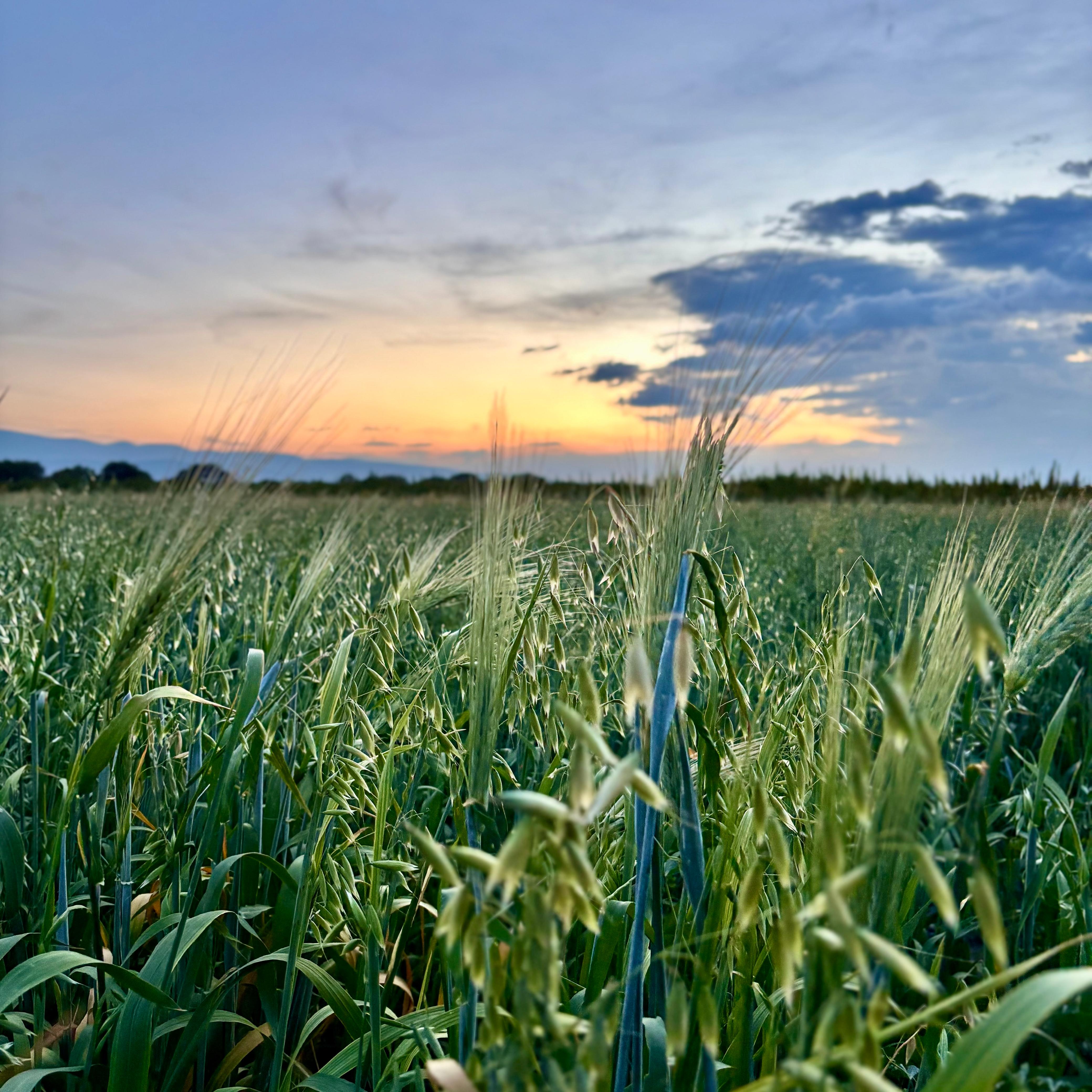 Selección de materias primas